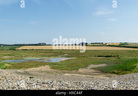 Pebble beech Norfolk UK Stock Photo - Alamy