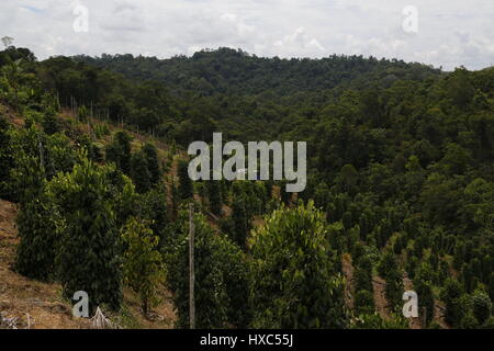 Cultivation of black pepper (Piper nigrum) Stock Photo