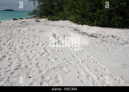 Seychelles, Indian Ocean, Aldabra Island Group, Aldabra Atoll, Picard Island. UNESCO World Heritage Site. Giant Aldabra tortoise (Wild: Aldabrachelys Stock Photo