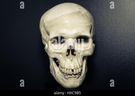Human skull on dark grey background Stock Photo