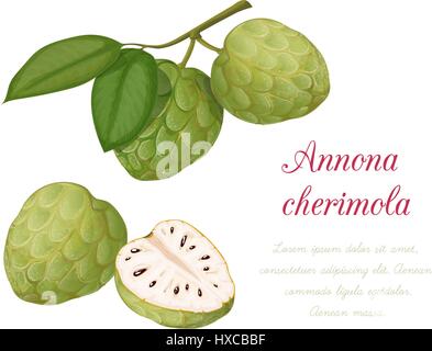 Vector illustration of sugar apple. Annona cherimoya. A series of exotic fruits. It achieved in a realistic style. Stock Vector