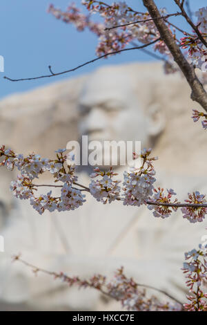 Yoshino cherry tree blossoms frame the face of Martin Luther King, Jr. at the MLK Memorial in Washington, DC. Stock Photo