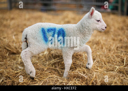 A newly born lamb at Askham Bryan College near York during their annual lambing Sunday event. Spring is definitely on the way as Lambs appear and the  Stock Photo