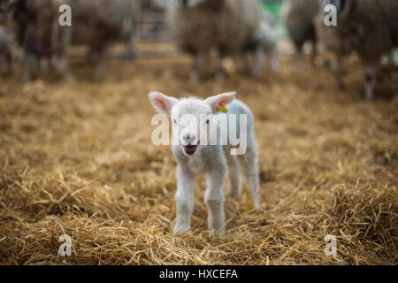 A newly born lamb at Askham Bryan College near York during their annual lambing Sunday event. Spring is definitely on the way as Lambs appear and the  Stock Photo