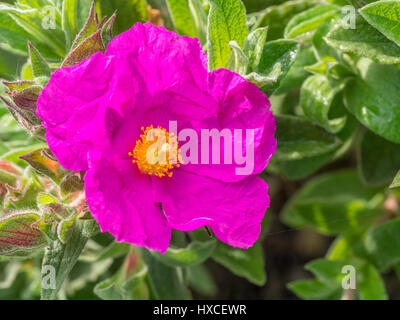 Single flower of Cistus x pulverulentus Sunset Stock Photo