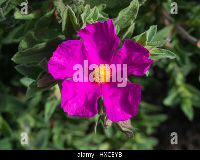 Single flower of Cistus x pulverulentus Sunset Stock Photo