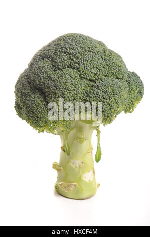 Broccoli isolated on white Stock Photo