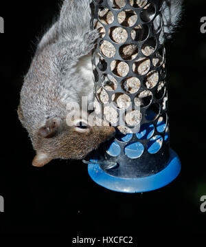 Grey Squirrel (sciurus carolinensis) on Bird Feeder Stock Photo