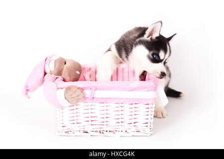 Siberian husky near the basket, in the studio on a white background. Stock Photo