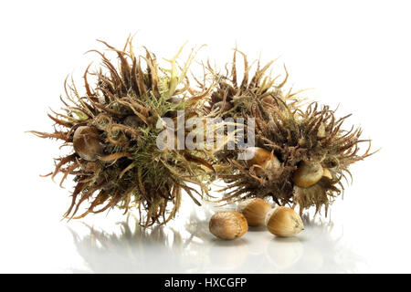 Hazelnuts, Haselnuesse Stock Photo