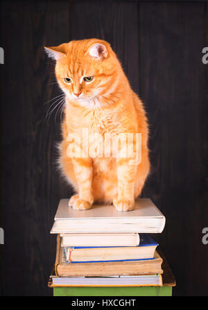 Cat sitting on top of a pile of old books on a dark background. Stock Photo