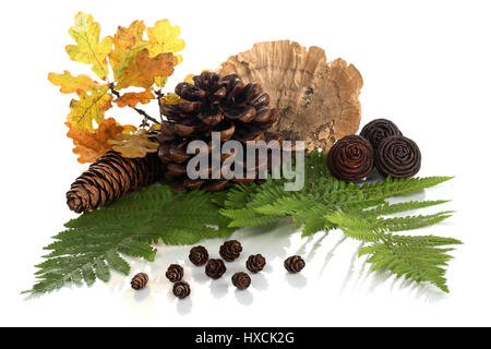 Fern, fir cone and foliage, Farn, Tannenzapfen und Laub Stock Photo