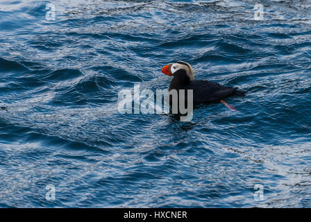 Tufted puffin (Fratercula cirrhata) swimming in the Pacific Ocean in Souteast Alaska. USA. Stock Photo