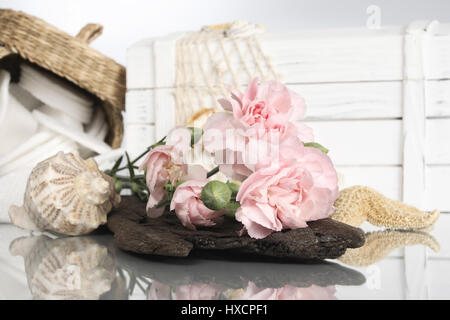 Carnations, mussel, starfish and Wattepads, Nelken, Muschel, Seestern und Wattepads Stock Photo