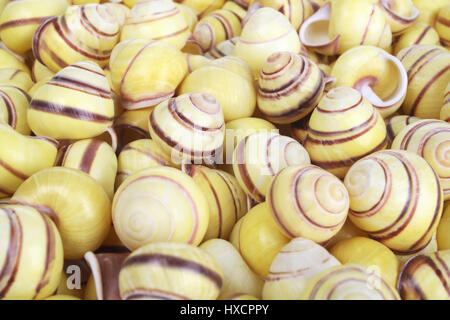 Mussels, Muscheln Stock Photo