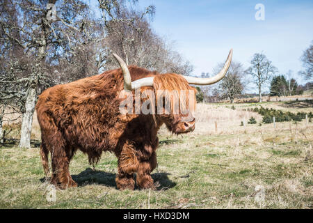 Grantown-on-Spey, Scotland, UK 27th March 2017 UK Weather: Archie the Highland Bull at Muckrach Country House Hotel near Grantown-on-Spey 7 Aviemore feels the heat as the temperatures sore towards 19˚C. Stock Photo