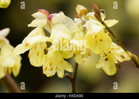 Pale yellow early spring flowers of the winter hazel, Corylopsis pauciflora Stock Photo