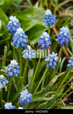 White buds open to blue flowers to give a two toned effect in the grape hyacinth, Muscari aucheri 'Mount Hood' Stock Photo