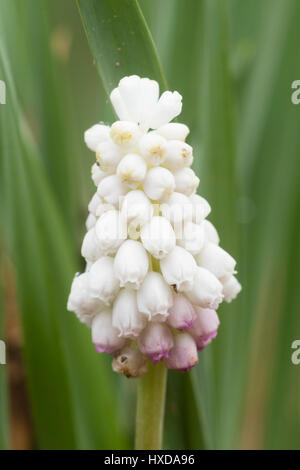 Single flower of the hardy, white, early spring flowering grape hyacinth, Muscari botryoides 'Album' Stock Photo