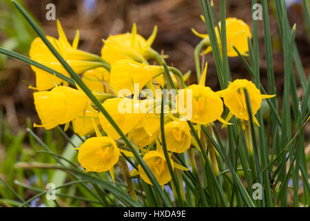 Yellow hoop petticoat flowers of the diminutive species daffodil, Narcissus bulbocodium Stock Photo