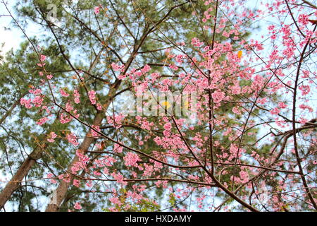 Wild Himalayan Cherry Flower in Chiang Mai, Thailand Stock Photo