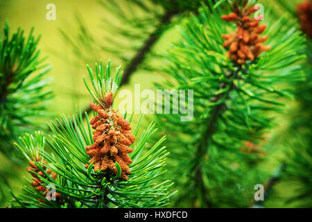 Conifer cones. Scots or scotch pine Pinus sylvestris male pollen flowers on a tree growing in evergreen coniferous forest. Pomerania, Poland. Stock Photo