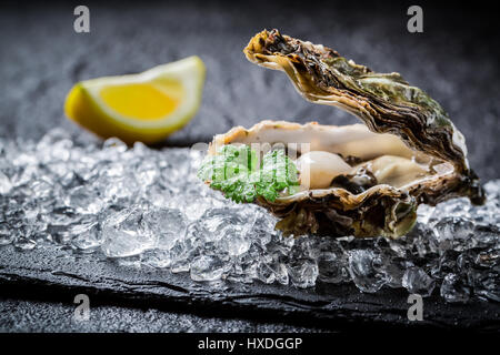 Freshly caught oysters on crushed ice Stock Photo