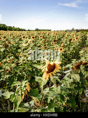 Field of blooming sunflowers at sunny summer day Stock Photo - Alamy
