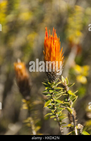 Ecuador, Cotopaxi National Park, Chuquiraga jussieui wildflower Stock Photo