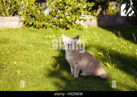 Tabby cat (kitten) yawns in the shadow of a tree on grass field in the garden. Stock Photo