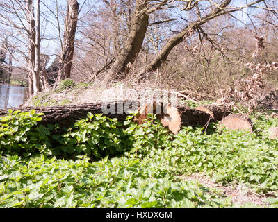 A fallen down tree sitting in the sun Stock Photo
