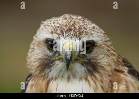 photographic portrait of an alert Saker falcon Stock Photo