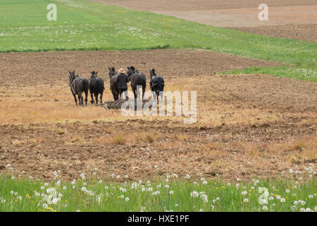 Amish man plowing a field with a team of horses Stock Photo