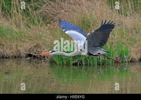 Grey Heron in flight carrying a stick taken in the Camargue France Stock Photo