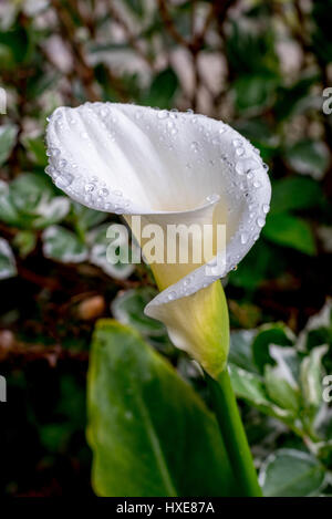 Stock photo of single white calla lily with rain drops / dew drops viewed from side in garden with soft focus background of green leaves in garden Stock Photo