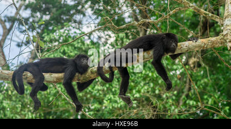 monkeys sitting on a tree in the rainforest by Tikal - Guatemala Stock Photo