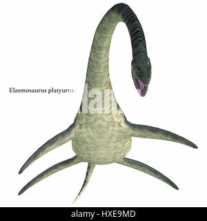 Elasmosaurus was a marine plesiosaur reptile that lived in North America seas in the Cretaceous Period. Stock Photo