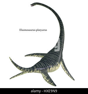 Elasmosaurus was a marine plesiosaur reptile that lived in North America seas in the Cretaceous Period. Stock Photo