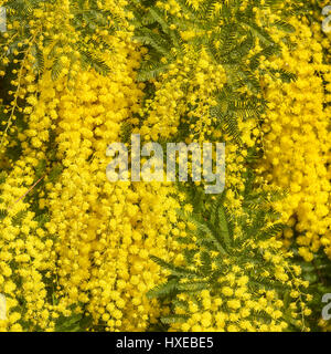 Wattle yellow branch texture pattern background. Wattle flowers in Italy is the symbol for the “Women's International Day". Stock Photo
