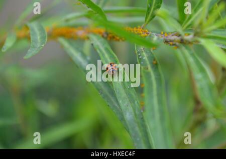 Close up of Lady Bug Beetle Bird on Milkweed leaves teeming with yellow aphids Stock Photo