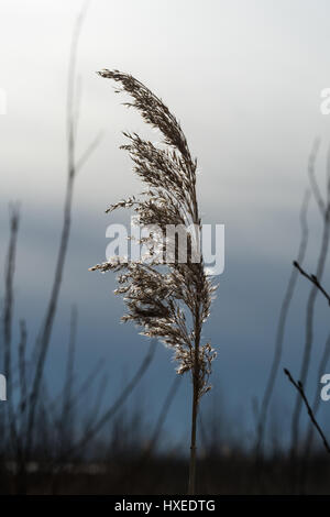 Single glowing and dry reed flower by a natural dark background Stock Photo