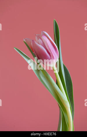 single tulip on  pink background Stock Photo