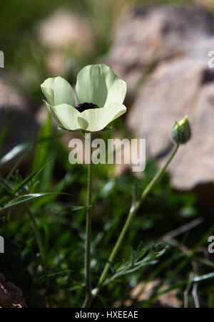 Persian Buttercup or Turban Buttercup, (Ranunculus asiaticus), Akamas Peninsula, Cyprus. Stock Photo