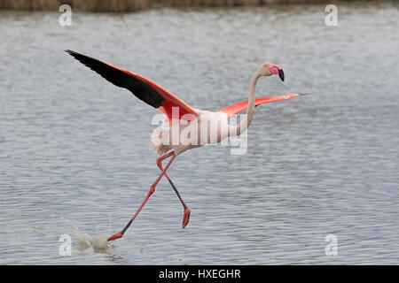 Greater Flamingo taking off taken in the Camargue France Stock Photo