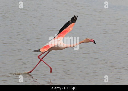 Greater Flamingo taking off taken in the Camargue France Stock Photo