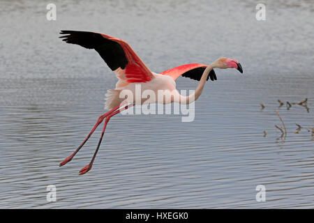 Greater Flamingo taking off taken in the Camargue France Stock Photo