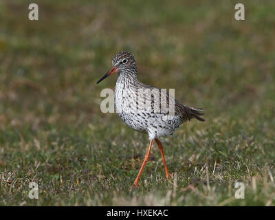 Common redshank walking in grass in its habitat Stock Photo - Alamy