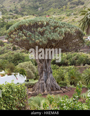 On Tenerife island dragon tree. Stock Photo