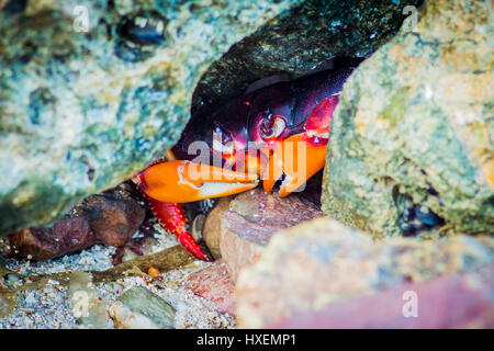 A large crab hiding from the warm sun in Cuba. Stock Photo