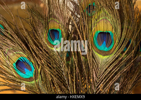 Peacock Feathers Close Up. Stock Photo